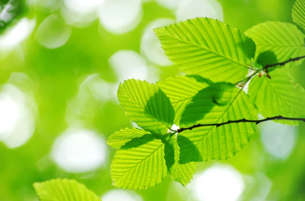 Groene Voorjaarsbladeren — Stockfoto