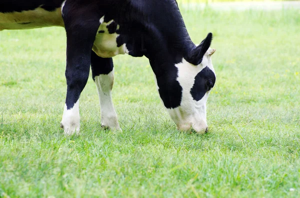 Vacas en el prado — Foto de Stock