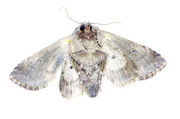 Moth on white — Stock Photo, Image