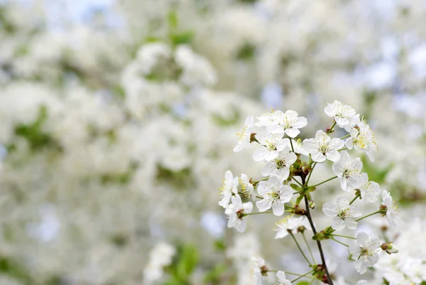 stock image Blossoms