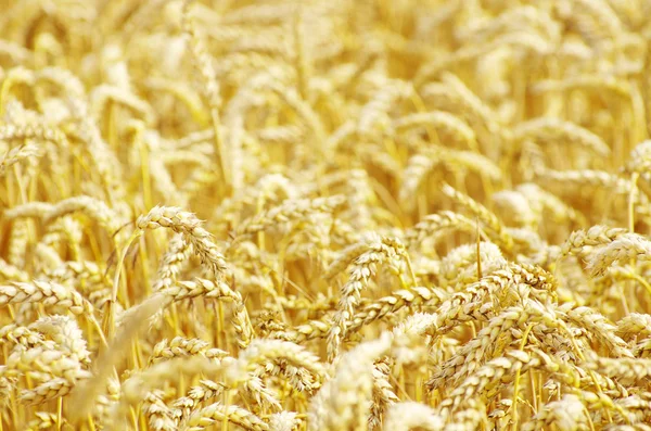 Zlatá pšenice — Stock fotografie