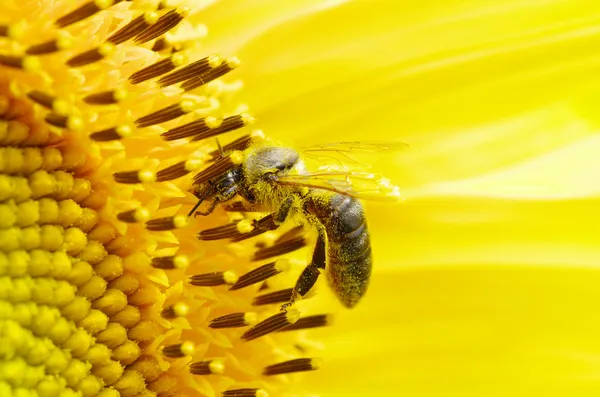 Méhecske a virágon — Stock Fotó
