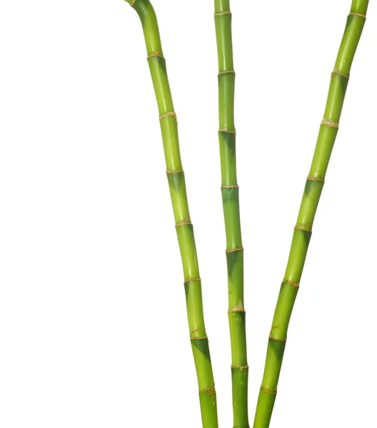 Grüner Bambus — Stockfoto