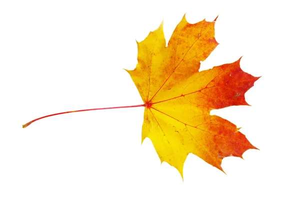 Jesienny liść klonu Obrazy Stockowe bez tantiem
