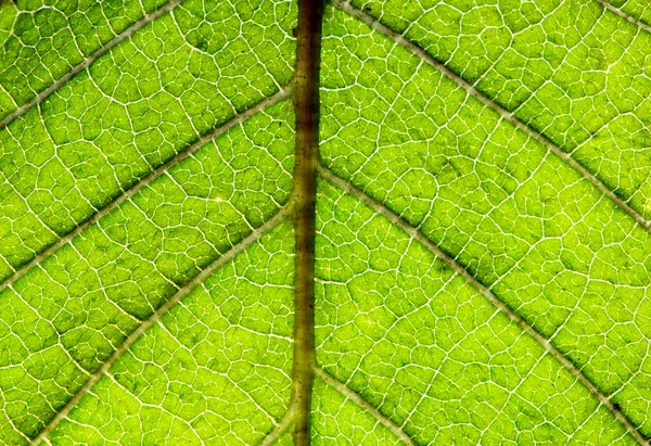 Yaprak yapısı — Stok fotoğraf