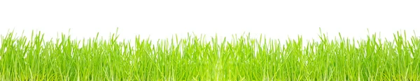 Gras geïsoleerd op wit — Stockfoto