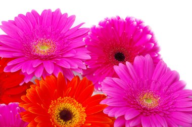 gerbera çiçek