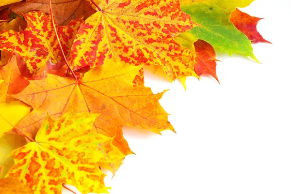 Folhas de bordo de outono — Fotografia de Stock