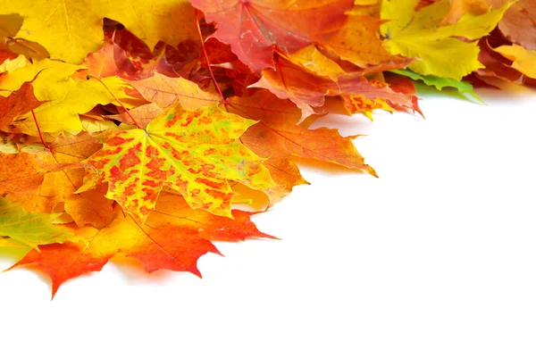 Őszi maple leafs — Stock Fotó