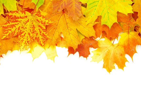 Herbstliche Ahornblätter — Stockfoto