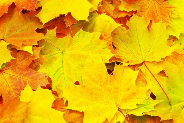 stock image Maple leaf