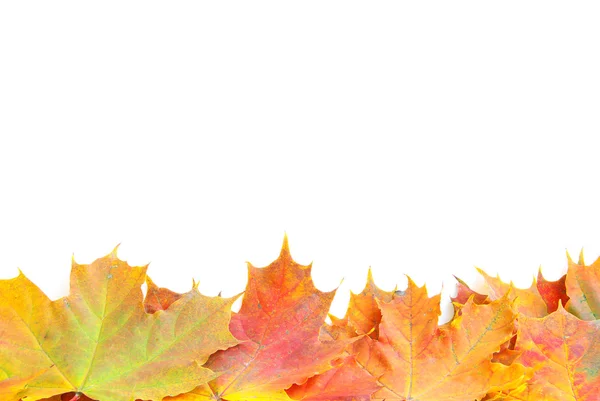 Höstens maple leafs — Stockfoto