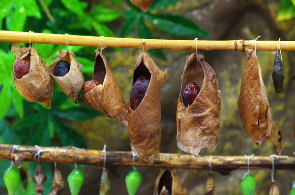 Butterflies cocoons — Stock Photo, Image