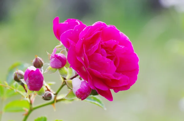 花园中的玫瑰 — 图库照片