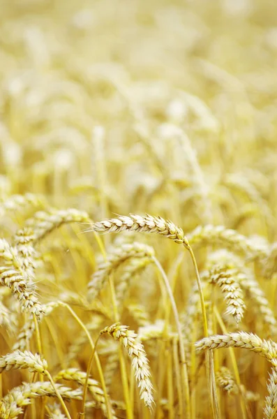 黄金 麦穗 — 图库照片