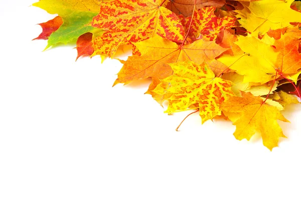 Herfst maple leafs — Stockfoto
