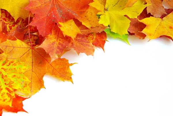 Folhas de bordo de outono — Fotografia de Stock