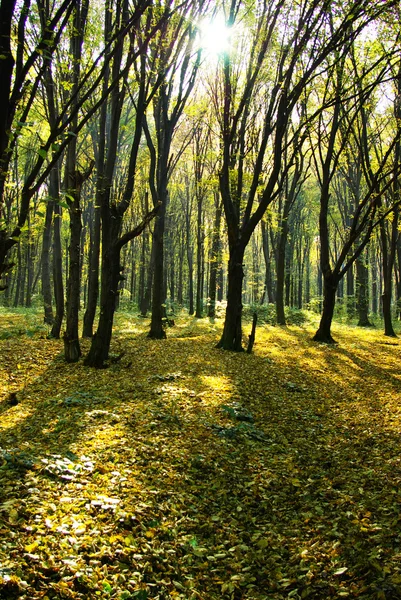 stock image Autumn forest