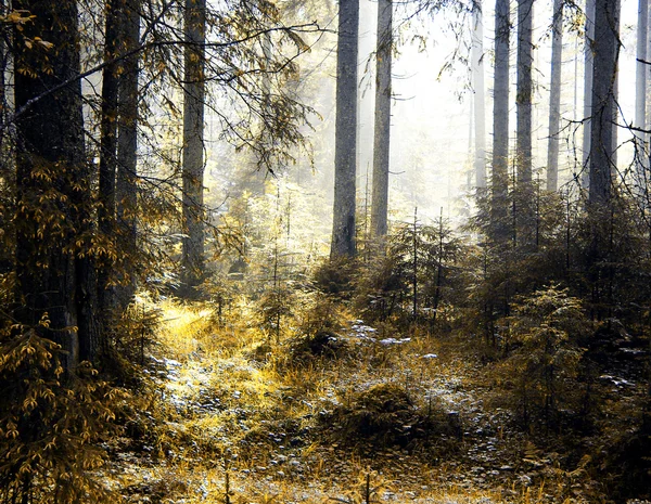 Bosque de otoño —  Fotos de Stock