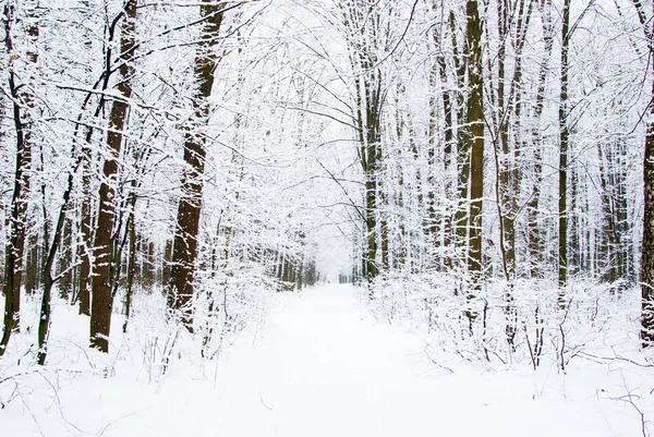 Floresta de inverno — Fotografia de Stock