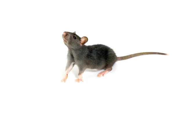 stock image Rat on white