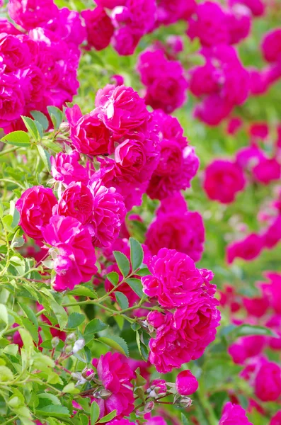 Stock image Roses flower