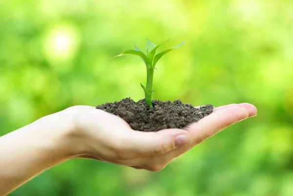 Plant in the hand — Stock Photo, Image