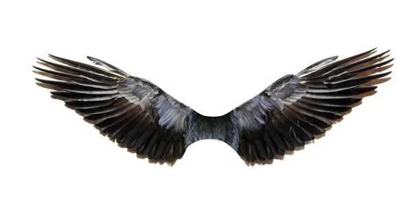 Vleugels op wit — Stockfoto