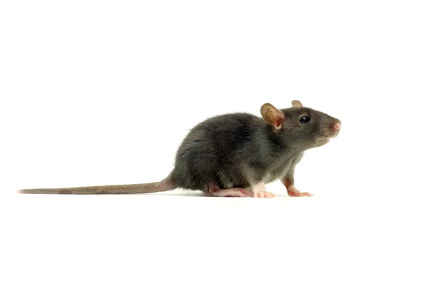 Rat op wit — Stockfoto