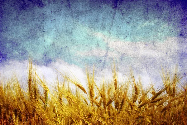 Orejas de trigo — Foto de Stock