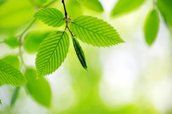 Весняне зелене листя — стокове фото