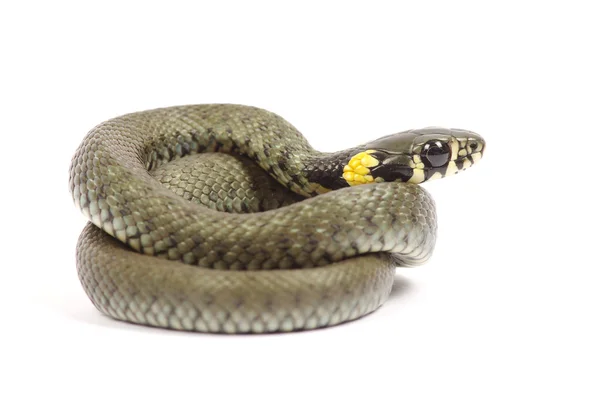 Snake op wit — Stockfoto