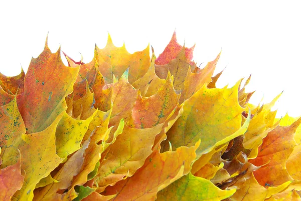 Φύλλα σφενδάμου φθινόπωρο — Φωτογραφία Αρχείου