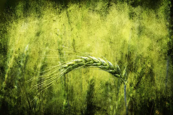 Trigo verde — Fotografia de Stock