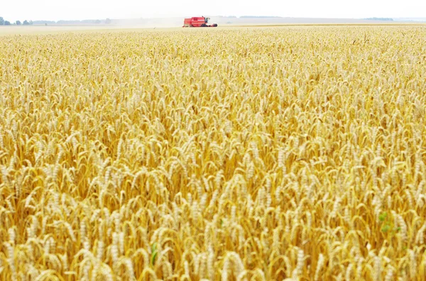 Stock image Wheat field