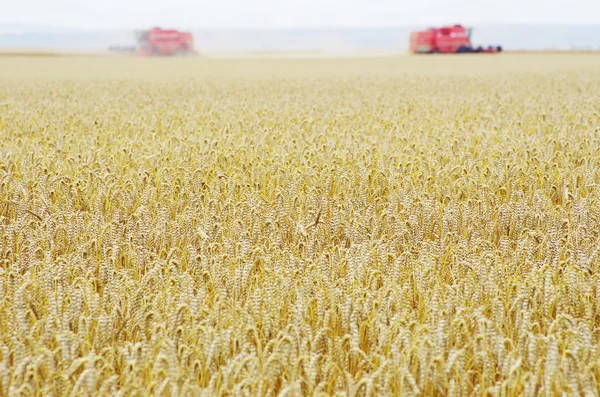 stock image Wheat field