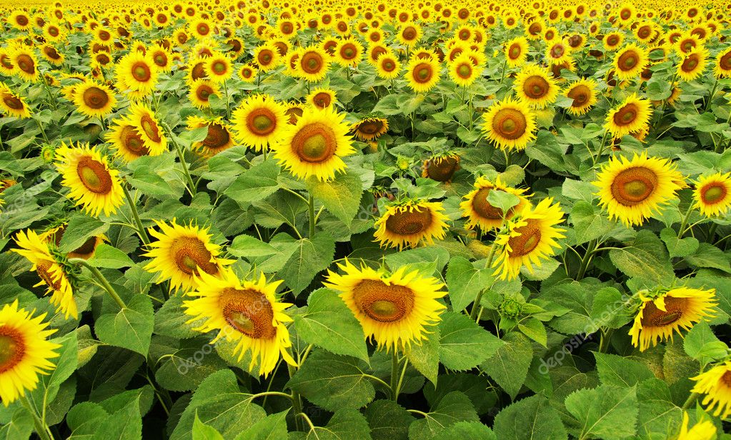 Girasol arbusto fotos de stock, imágenes de Girasol arbusto sin royalties |  Depositphotos