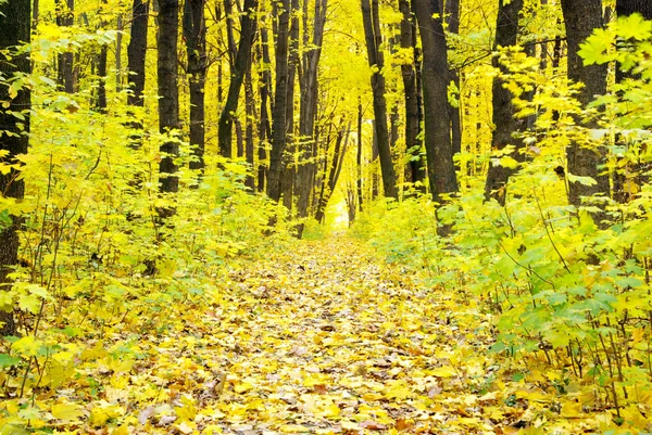 Hutan musim gugur — Stok Foto