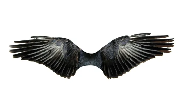 Vleugels op wit — Stockfoto