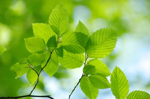 Folhas verdes — Fotografia de Stock