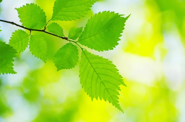 Liście zielone — Zdjęcie stockowe