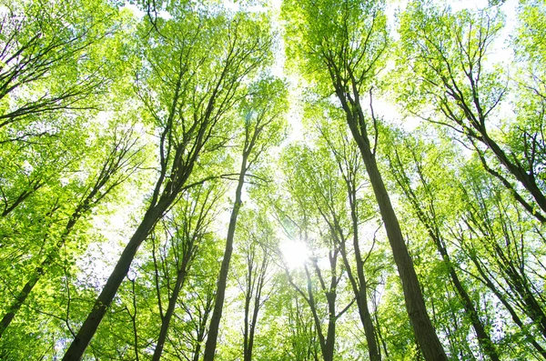 Green forest — Stock Photo, Image
