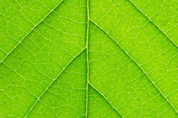 Struktura liścia — Zdjęcie stockowe