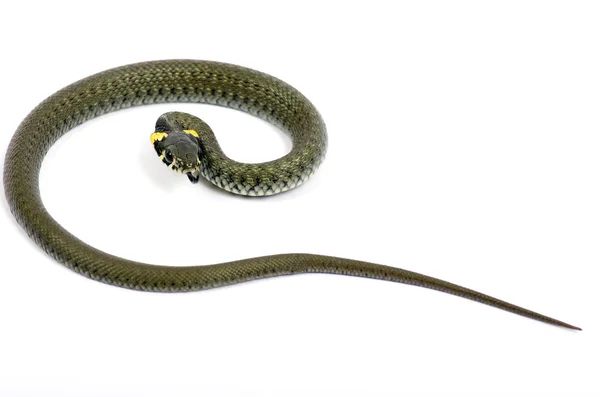 화이트에 뱀 — 스톡 사진