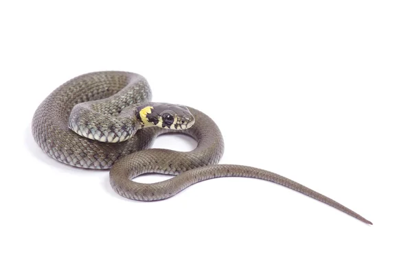 Schlange auf weiß — Stockfoto