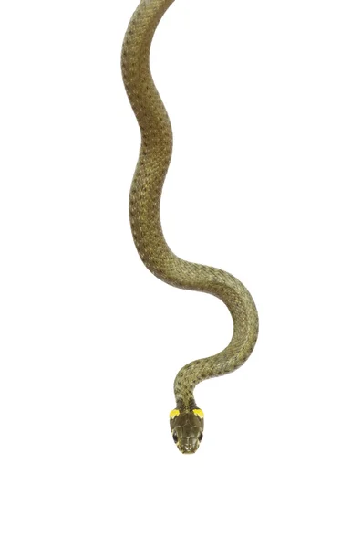 Wąż biały — Zdjęcie stockowe