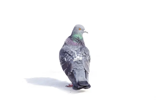 灰色の鳩 — ストック写真