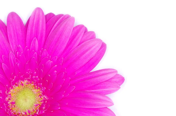 Gerbera květina — Stock fotografie