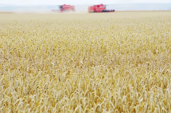 stock image Wheat field