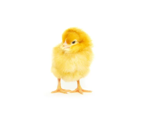 Lille kylling – stockfoto